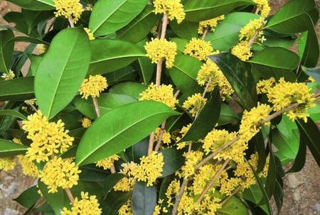 桂花树一般种在哪里(桂花树适合种在院子哪里)