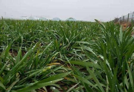 芸乐收小麦上使用方法