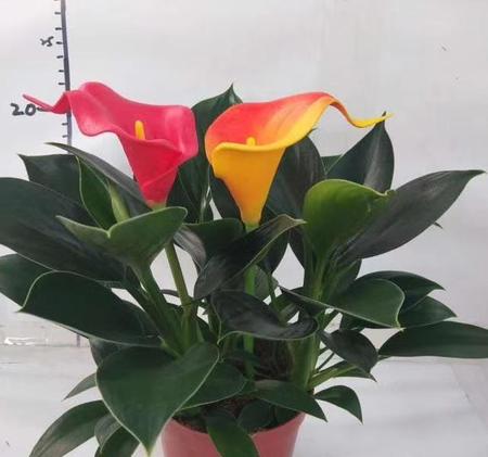 金钻花好养吗(金钻养殖方法和注意事项大全)