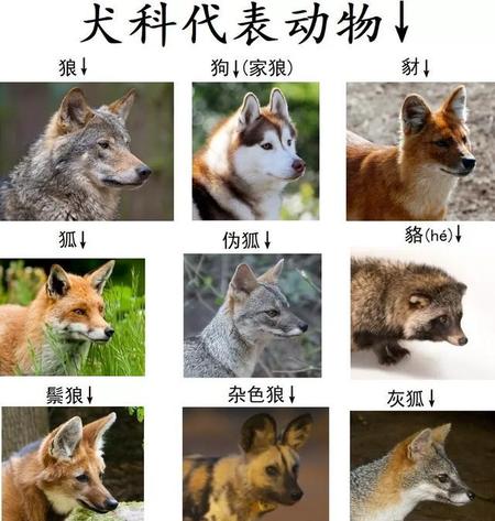 狮子被定义为犬科(你们搞错了)