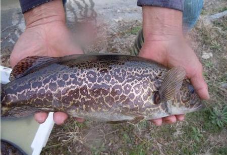 桂鱼如何钓法(钓鳜鱼用什么路亚竿)