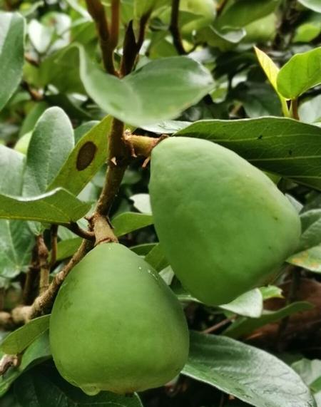 有什么动植物(校园中的动植物)