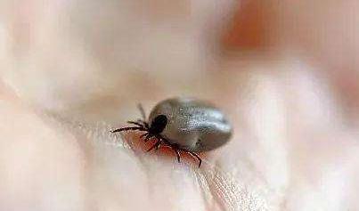 怪哉是什么虫(怪哉这虫是怎么一回事)