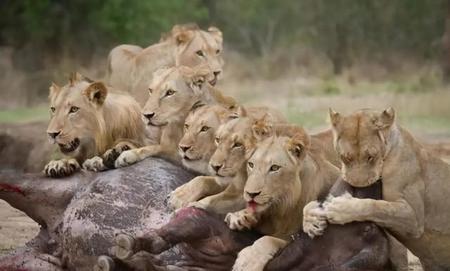 狮子的生存环境(狮子的生活环境描写)