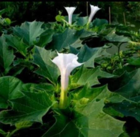 曼陀罗花可以闻吗(曼陀罗花哪里有毒)