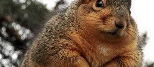 松鼠冬天去了哪里(松鼠冬天在哪里冬眠)