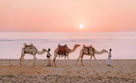 驼奶的功效与作用能降血压吗(驼奶和牛奶哪个脂肪含量高)