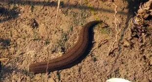 蚂蝗是什么样的东西