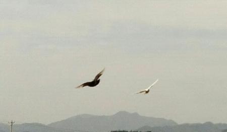 檐上三寸雪,人间惊鸿客什么意思(我是屋檐上三寸雪 你是人间惊鸿客是什么意思)