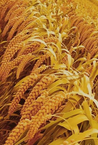 丢荒的土地怎么利用