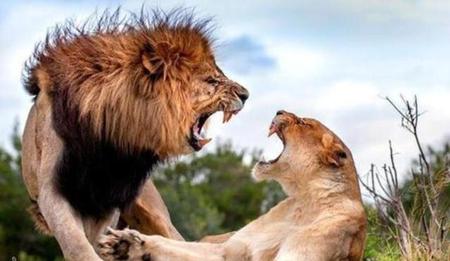 雄狮会吃自己的孩子吗(为什么雄狮会吃母狮子)