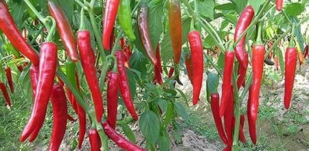 青椒亩产量一般是多少(辣椒施肥方法如下)