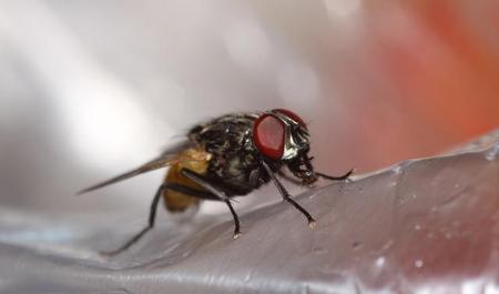 养殖场灭苍蝇最有效的方法