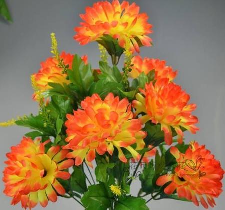 菊花种植特点(菊花的扦插)