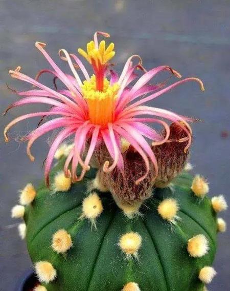 什么是最好的父母