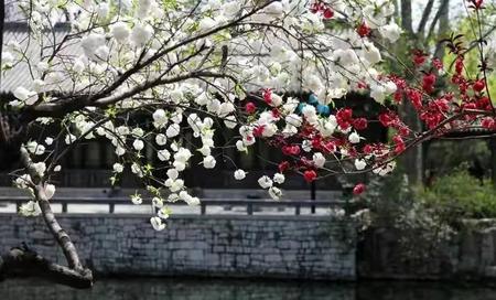 一树梨花压海棠是什么意思男的说这句话的意思是什么(一树海棠压梨花意思)