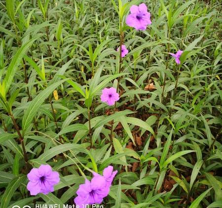 素质教育的基本特点(正气和卫气的关系)