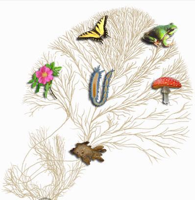 蘑菇是植物还是动物(细菌不含有叶绿体,所以不能进行光合作用)