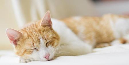 拖延的心理(从心理学角度分析拖延症)