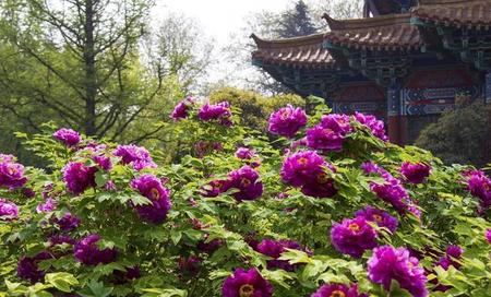 洛阳有哪些名胜古迹100字作文(洛阳名胜古迹手抄报内容)