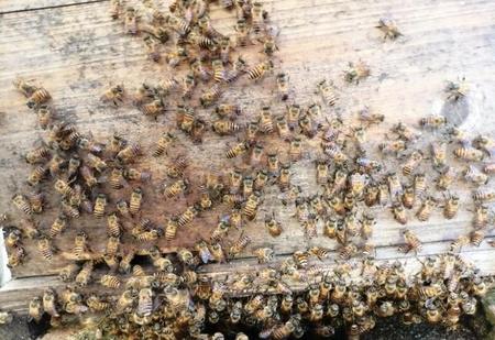 冬天蜜蜂可以换箱吗(蜜蜂为什么不出箱采花)