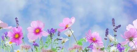 形容花开放的词语最好是四字词语(描写花开放的四字词语)