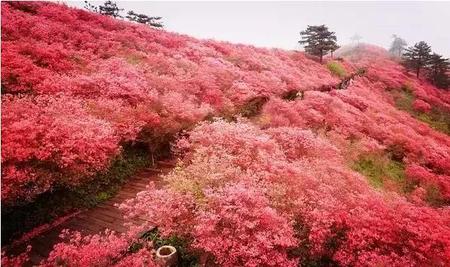 大别山看杜鹃去哪里(大别山的红杜鹃)