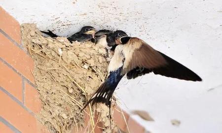 古人四喜是哪四喜(宅子出现四喜,家中能人辈出)