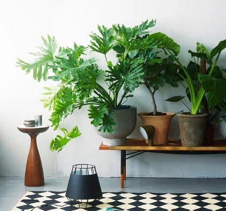 室内大型盆栽什么植物最好养(适合放室内的大型绿植)