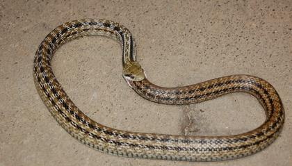 蛇为什么吃蛇(眼镜王蛇不是眼镜蛇)