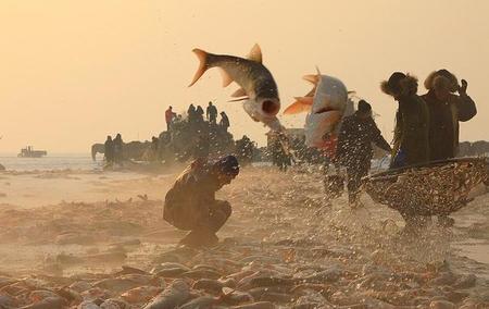 松原有哪些特产(吉林松原的特产都有什么)