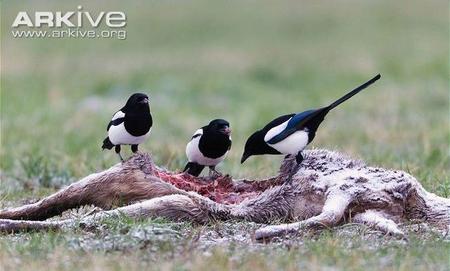 遇见一群喜鹊有什么预兆(出门遇见喜鹊是什么兆头)