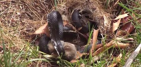 雷雨被雷劈(天刀雷雨天气被雷劈)