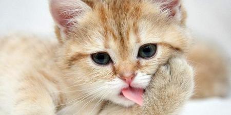 喜欢用猫做头像的女生有什么特点(单纯的头像)