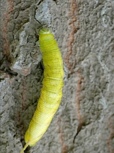 哪些虫子能吃(二十种可以食用的昆虫)