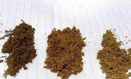 君子兰土能种别的花吗(君子兰营养土可以养兰花吗)