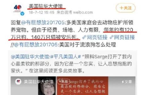 美国流浪猫狗政策(宠物店会收留流浪动物吗)