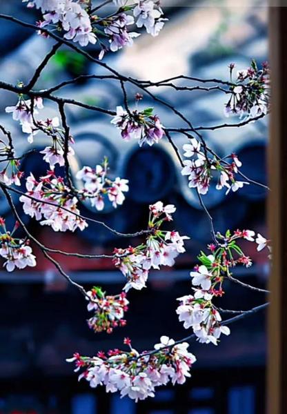 婉约词派的词人有哪些(女词人朱淑真)