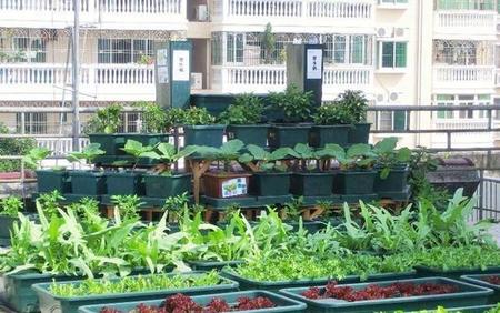 我想在阳台上种菜,用什么东西合适(怎么在阳台上种菜需要用什么东西)