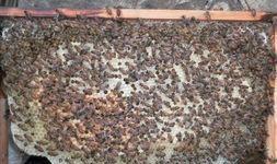 失王很久的蜂群怎样介入王?(失王蜂群介入蜂王方法)