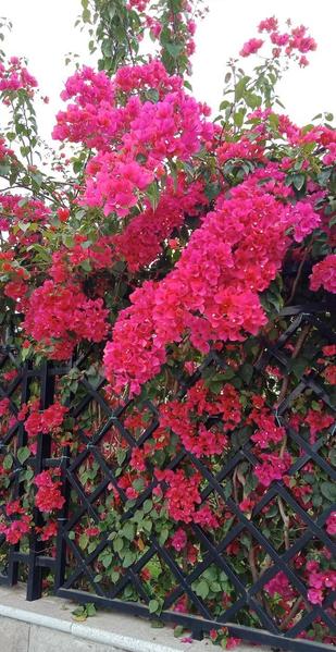 可可托海的牧羊人这首歌曲的评价(王琪新歌可可托海的牧羊人)