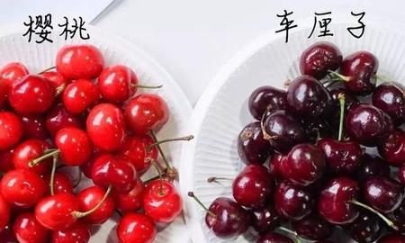 车厘子和大樱桃是同一种水果吗(樱桃车厘子一样吗)
