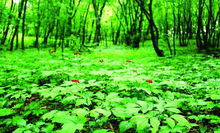 野山人参怎么吃最有营养(泡野山参用什么酒泡酒)