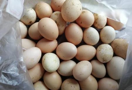 鸡蛋放在冰箱里好吗(鸡蛋在恒温保质期限)