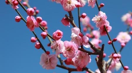 梅花象征什么品格的人(墙角数枝梅凌寒独自开遥知不是雪为有暗香)