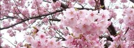 描写花的四字词语有哪些词语(四字成语什么描什么写)