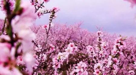 院子可以种桃树吗(杏树和桃树能栽在一起吗)