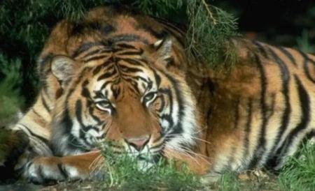 遥远的救世主 小丹为什么死(遥远的救世主 芮小丹为什么得死)