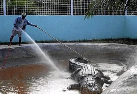 森蚺厉害还是湾鳄厉害