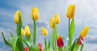 买回来的郁金香花怎么养(郁金香鲜切花怎么水养)